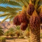 Kebun Kurma Abdurrahman bin Auf Jadi Magnet Wisata Religi Madinah (Foto: Ilustrasi Ai)