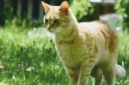 Tips Efektif Menghilangkan Bau Kotoran Kucing dan Menjaga Sanitasi Rumah