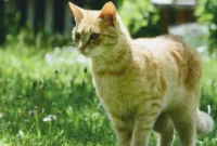 Tips Efektif Menghilangkan Bau Kotoran Kucing dan Menjaga Sanitasi Rumah