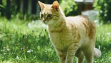 Tips Efektif Menghilangkan Bau Kotoran Kucing dan Menjaga Sanitasi Rumah