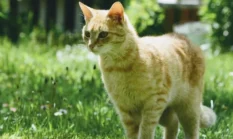 Tips Efektif Menghilangkan Bau Kotoran Kucing dan Menjaga Sanitasi Rumah