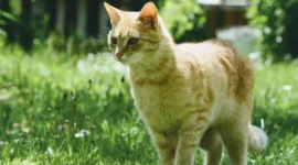 Tips Efektif Menghilangkan Bau Kotoran Kucing dan Menjaga Sanitasi Rumah
