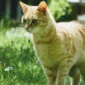 Tips Efektif Menghilangkan Bau Kotoran Kucing dan Menjaga Sanitasi Rumah