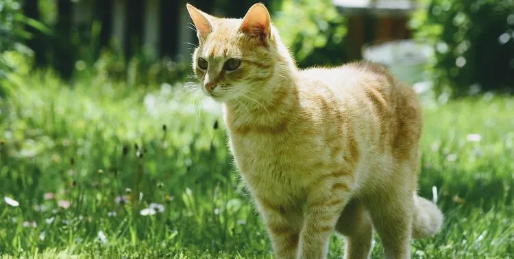 Tips Efektif Menghilangkan Bau Kotoran Kucing dan Menjaga Sanitasi Rumah