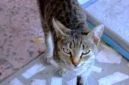Cara Mengusir Kucing Liar agar Tidak Kembali ke Rumah