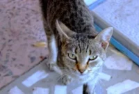 Cara Mengusir Kucing Liar agar Tidak Kembali ke Rumah