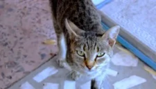 Cara Mengusir Kucing Liar agar Tidak Kembali ke Rumah