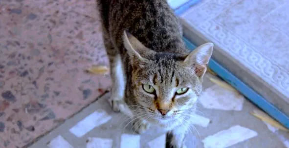 Cara Mengusir Kucing Liar agar Tidak Kembali ke Rumah