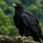 Mengenal Elang Hitam, Burung Pemangsa Unik dengan Cakar Khusus Pemburu Telur (Foto: Ilustrasi AI)